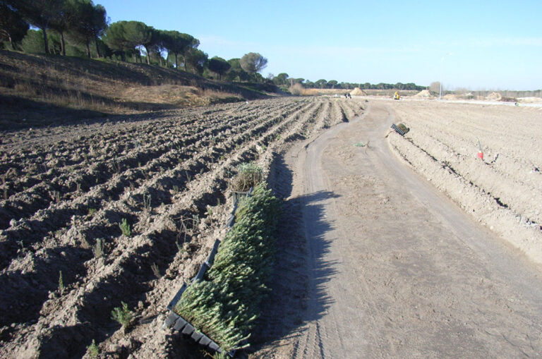 Plantaciones